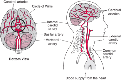 Cerebral Circulation - Brain Basics